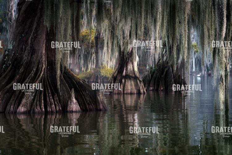 Whispers of the Bayou