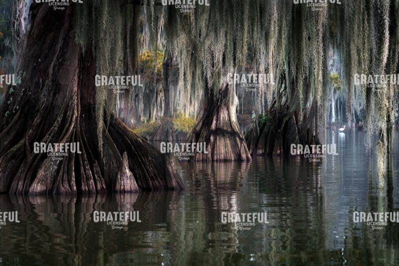 Whispers of the Bayou