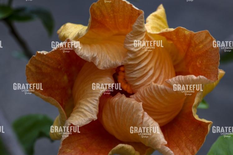 Yellow Hibiscus Flower Unfolding
