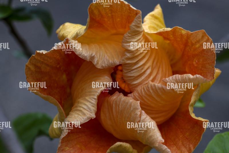 Yellow Hibiscus Flower Unfolding