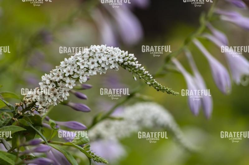 A July Flower Garden