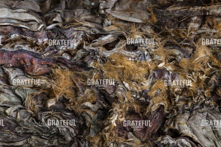 Abstract Tree Bark Study