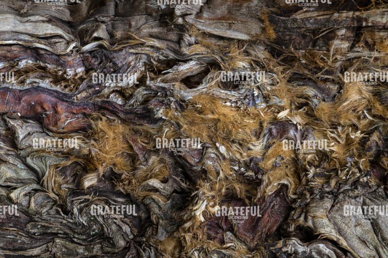 Abstract Tree Bark Study