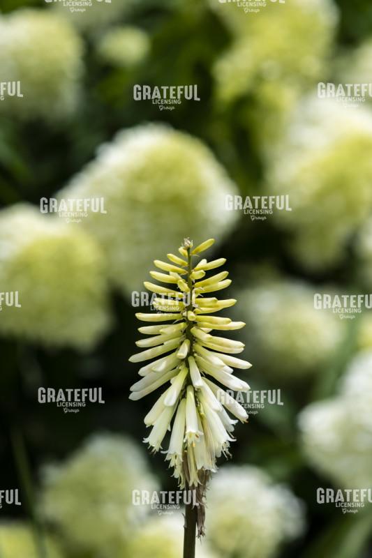 Alien Tubular Flower
