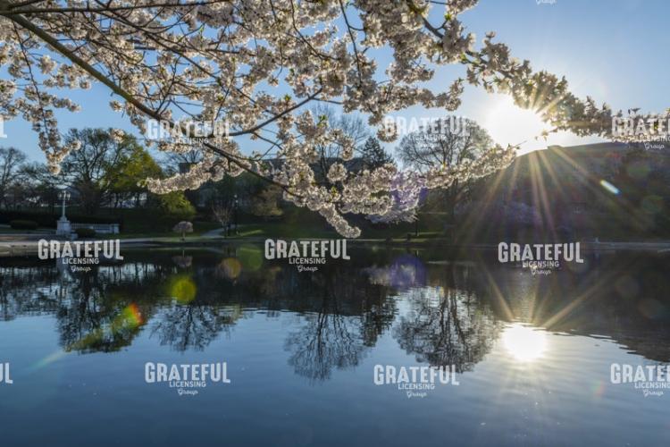 April Morning at the Reflecting Pond