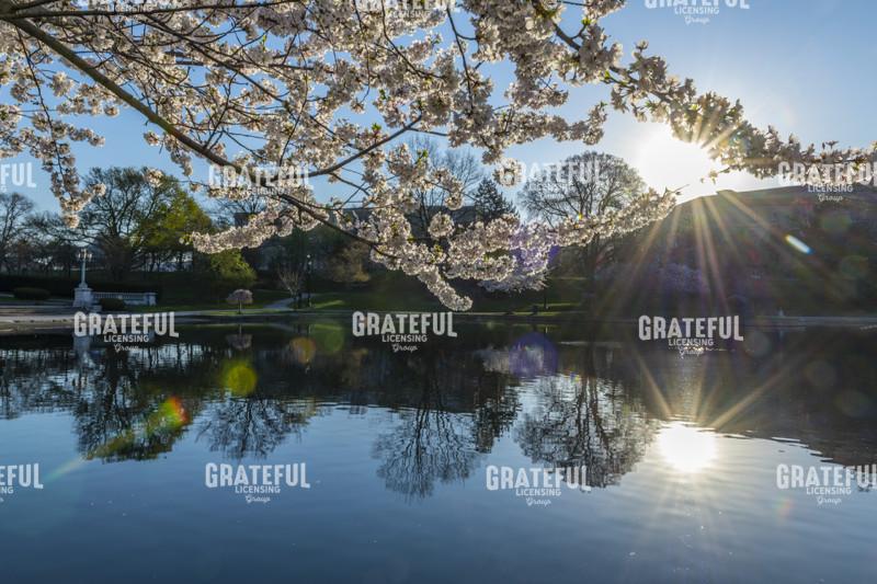 April Morning at the Reflecting Pond