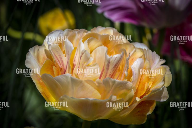 Yellow Double Headed Tulip