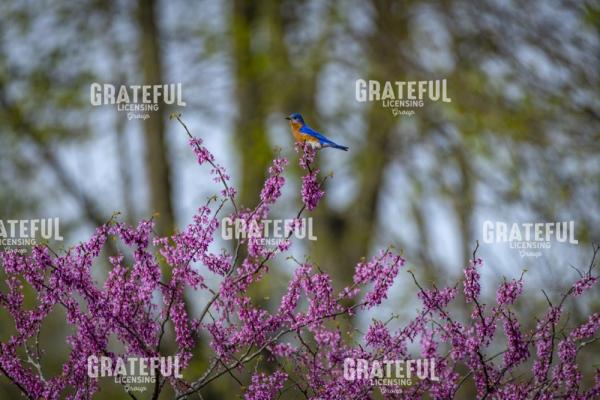 Blue Bird on a Flowering Tree