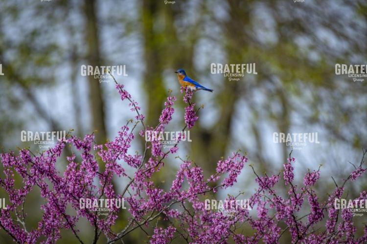 Blue Bird on a Flowering Tree