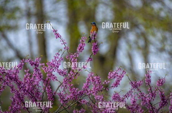 Blue bird on a Red Bud Tree