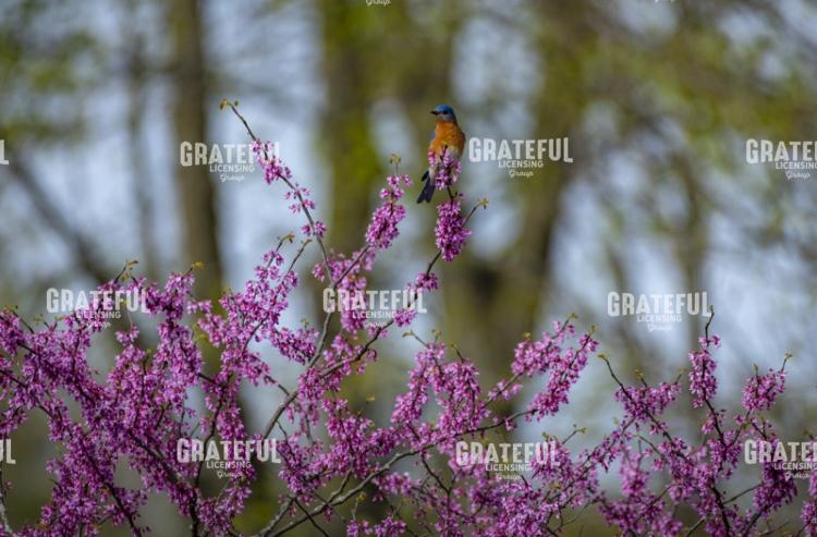 Blue bird on a Red Bud Tree