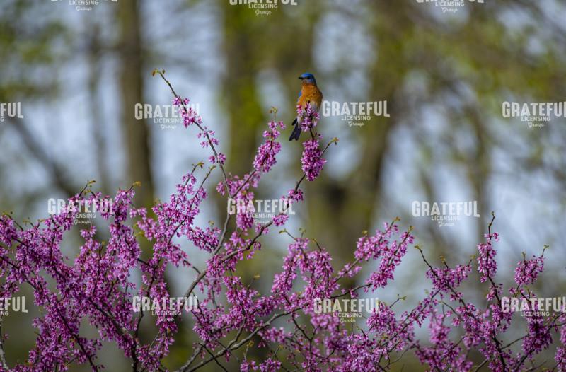 Blue bird on a Red Bud Tree