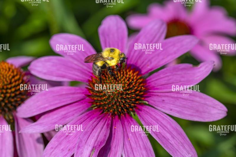 Bumblebee on a Purple Cone Flower