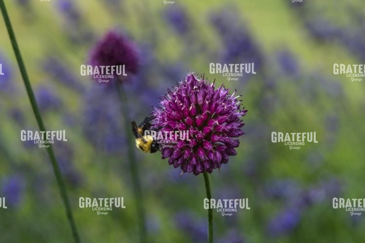 Bumblebee on Purple Clover