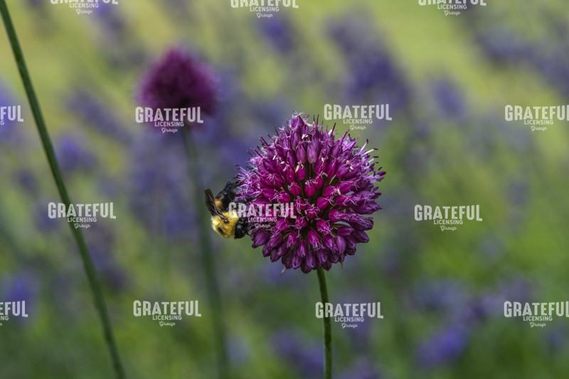 Bumblebee on Purple Clover