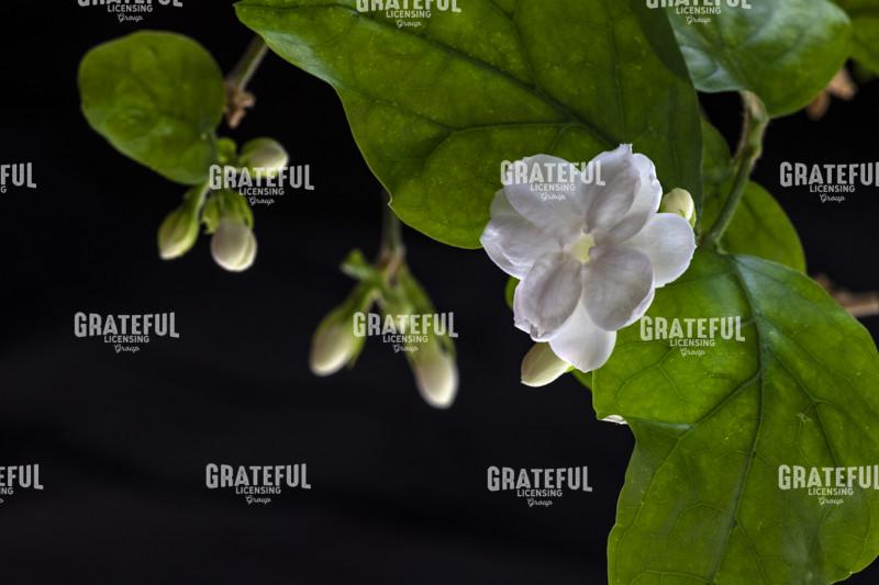 Heavenly Night Blooming Jasmine