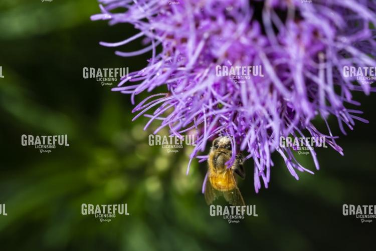 Honey Bee on Purple