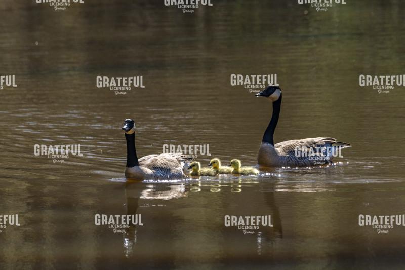 Mama and Papa Canada Goose Family