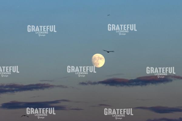 Moonrise at Sunset Seagulls