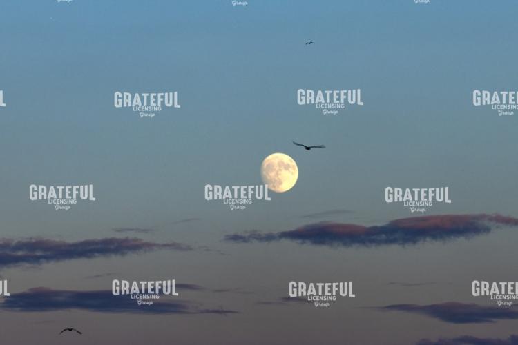 Moonrise at Sunset Seagulls