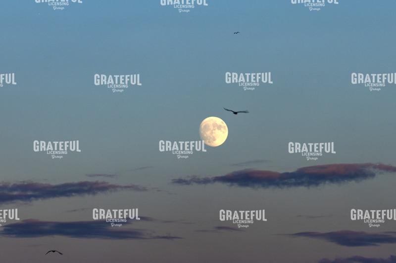 Moonrise at Sunset Seagulls