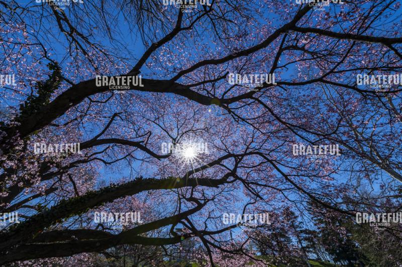 Old Flowering Cherry Tree In The Sun