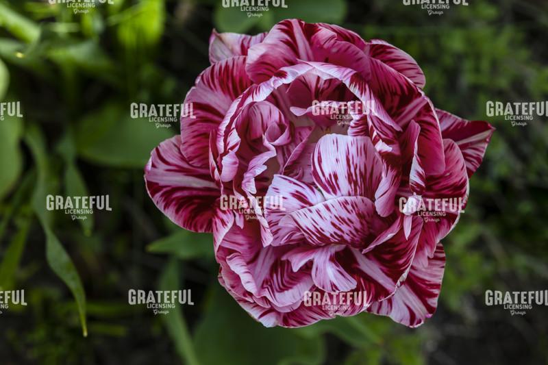 Peppermint Double-Headed Tulip