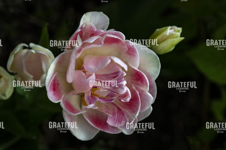Pink And White Painted Tulips