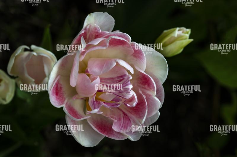 Pink And White Painted Tulips