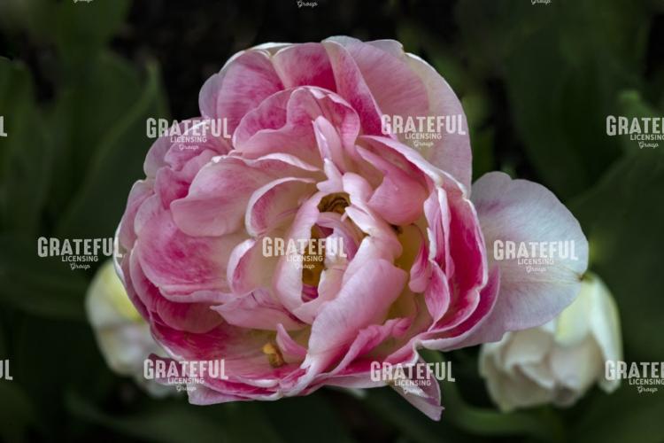 Pink Blush Tulip