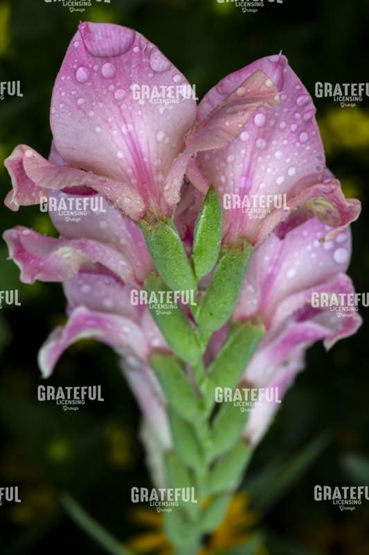Pink Gladiola Rain Drops