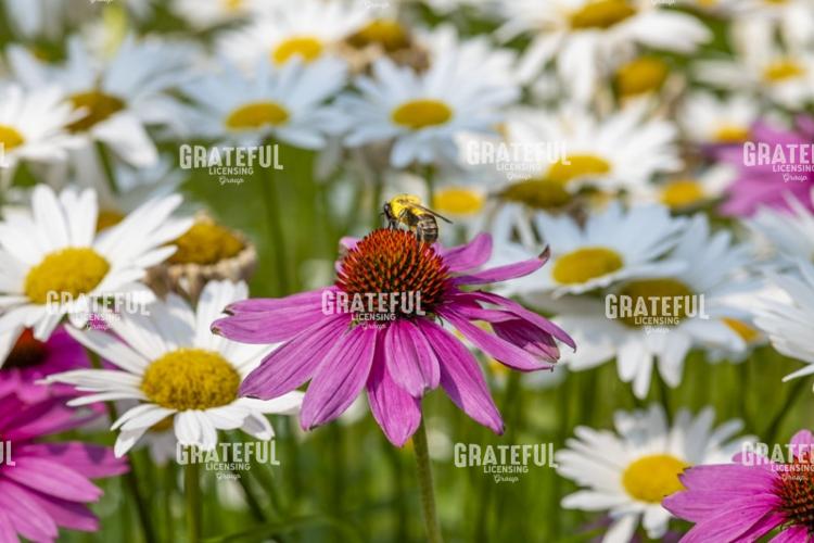 Purple Cone Flower And Bumblebee
