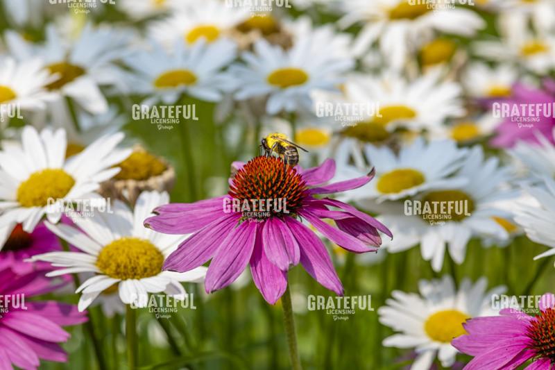 Purple Cone Flower And Bumblebee