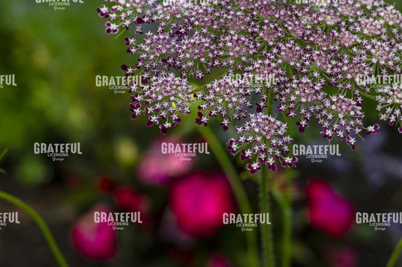 Purple and White Queen Annes Lace