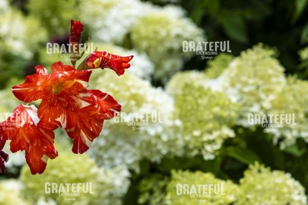 Gladiola and Hydrangeas