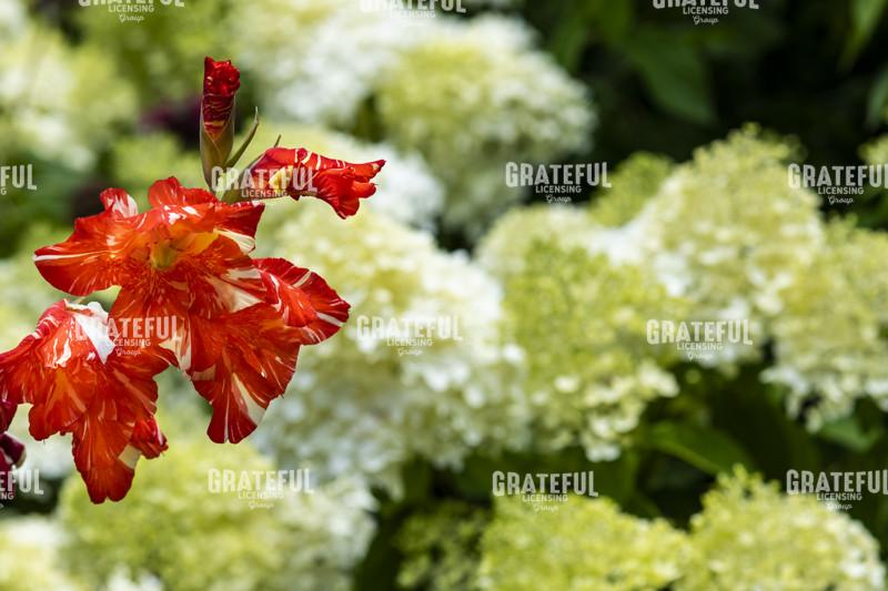 Gladiola and Hydrangeas