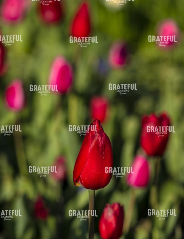 Red Tulip Standout