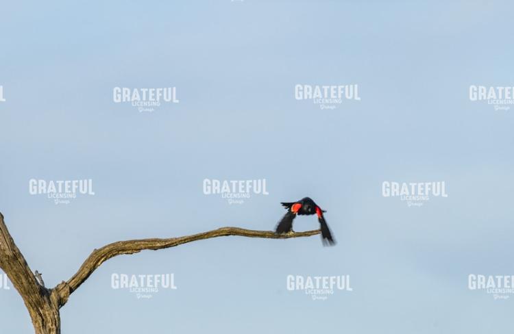 Red Wing Blackbird Flying At You