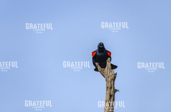 Red winged blackbird spring song.tif