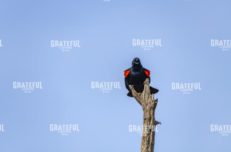 Red winged blackbird spring song.tif