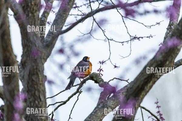 Robin In A Flowering Red Bud