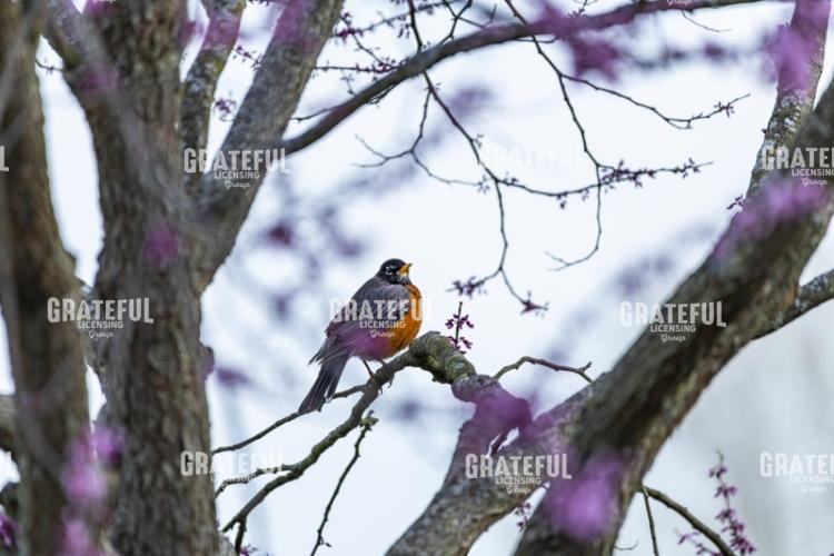 Robin In A Flowering Red Bud