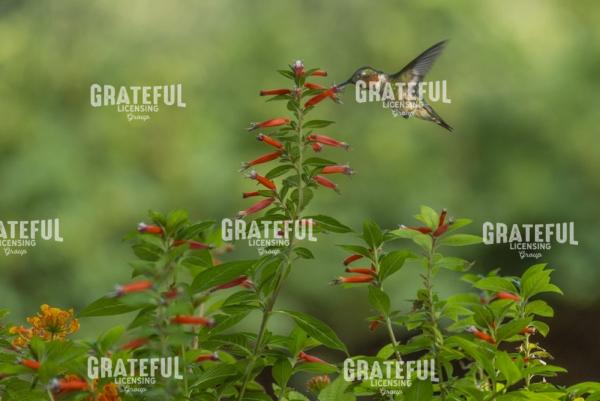 Ruby Throated Hummingbird