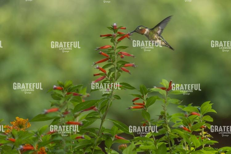 Ruby Throated Hummingbird