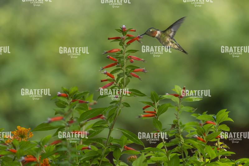 Ruby Throated Hummingbird