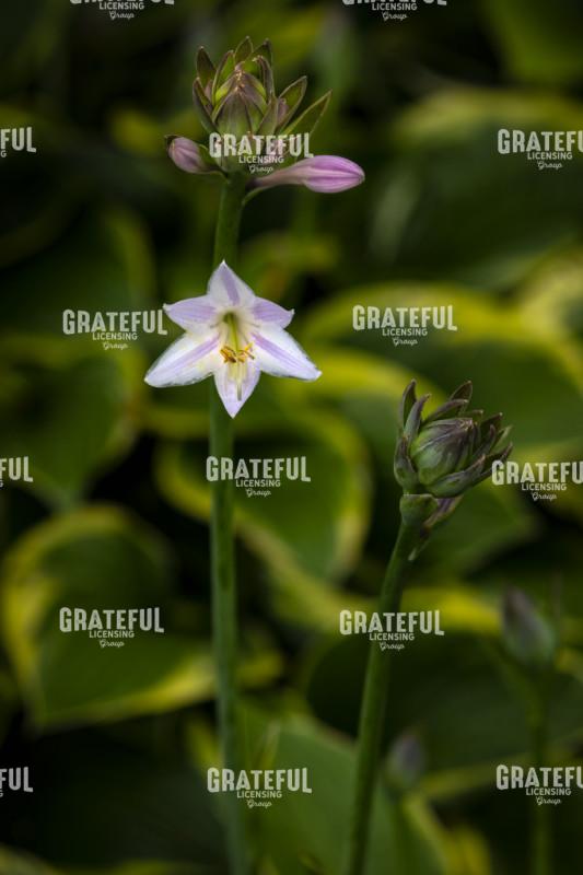Solo Hosta Flower Portrait
