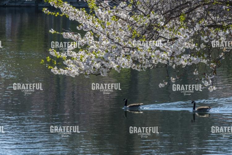 Spring Morning On The Pond