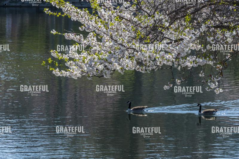 Spring Morning On The Pond