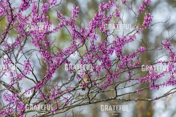 Spring Red Buds And Sparrow