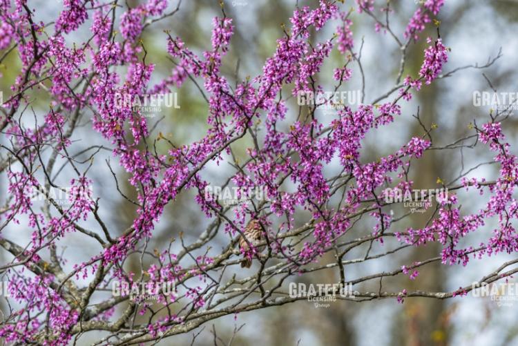 Spring Red Buds And Sparrow
